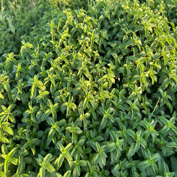 Organic Natural Herbs for Export and Import Co. - Fresh Natural Herbs From Fields To Clients