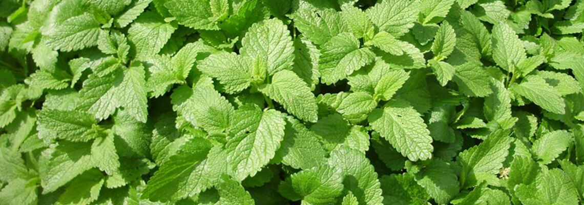 Organic Natural Herbs