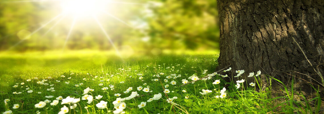 Organic Natural Herbs